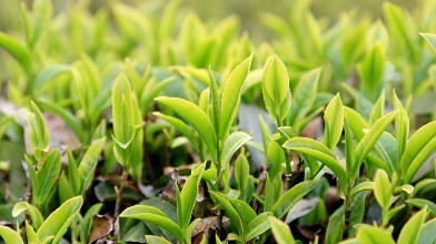 微生物菌肥哪种好